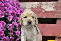 Prescott, a male Golden Cocker Retriever and Miniature Golden Retriever for sale in Pomona, MO – 2 of 7