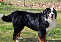Frenzy, a female Bernese Mountain Dog for sale in Pomona, MO – 9 of 9