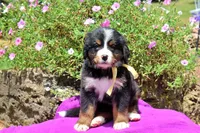 Killen, a female Bernese Mountain Dog for sale in Pomona, MO – 10 of 10