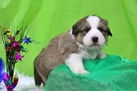 Roosevelt, a male Bernese Mountain Dog and Great Pyrenees for sale in Pomona, MO – Photo 5 of 10