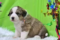 Roosevelt, a male Bernese Mountain Dog and Great Pyrenees for sale in Pomona, MO – Photo 3 of 10