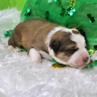 Roosevelt, a male Bernese Mountain Dog and Great Pyrenees for sale in Pomona, MO – Photo 8 of 10