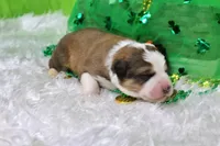 Roosevelt, a male Bernese Mountain Dog and Great Pyrenees for sale in Pomona, MO – Photo 4 of 7