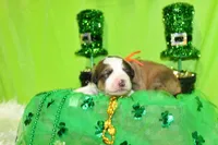 Roosevelt, a male Bernese Mountain Dog and Great Pyrenees for sale in Pomona, MO – Photo 5 of 7