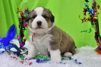 Roosevelt, a male Bernese Mountain Dog and Great Pyrenees for sale in Pomona, MO – Photo 2 of 10