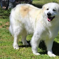 Roosevelt, a male Bernese Mountain Dog and Great Pyrenees for sale in Pomona, MO – Photo 10 of 10