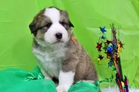 Roosevelt, a male Bernese Mountain Dog and Great Pyrenees for sale in Pomona, MO – Photo 1 of 10