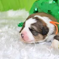 Roosevelt, a male Bernese Mountain Dog and Great Pyrenees for sale in Pomona, MO – Photo 7 of 10