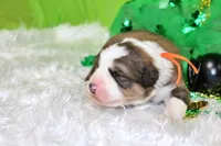 Roosevelt, a male Bernese Mountain Dog and Great Pyrenees for sale in Pomona, MO – Photo 3 of 7