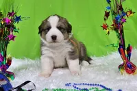 Roosevelt, a male Bernese Mountain Dog and Great Pyrenees for sale in Pomona, MO – Photo 4 of 10