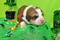 Roosevelt, a male Bernese Mountain Dog and Great Pyrenees for sale in Pomona, MO – Photo 1 of 7