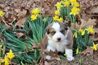 Roosevelt, a male Bernese Mountain Dog and Great Pyrenees for sale in Pomona, MO – Photo 6 of 10