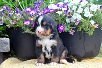 Cabernet, a female Bernese Mountain Dog for sale in Pomona, MO – 8 of 9