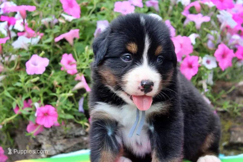 Laredo – Bernese Mountain Dog puppy for sale in Pomona, MO