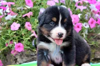 Laredo, a male Bernese Mountain Dog for sale in Pomona, MO – 1 of 7