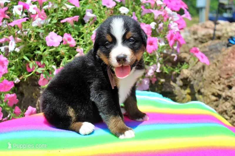 Huston – Bernese Mountain Dog puppy for sale in Pomona, MO