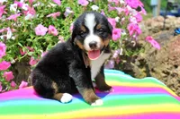 Huston, a male Bernese Mountain Dog for sale in Pomona, MO – 1 of 7