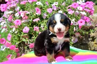 Galveston, a male Bernese Mountain Dog for sale in Pomona, MO – 1 of 7