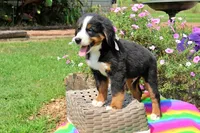 Beaumont, a male Bernese Mountain Dog for sale in Pomona, MO – 6 of 10