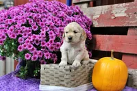 Shawnee, a female Golden Cocker Retriever and Miniature Golden Retriever for sale in Pomona, MO – 2 of 8