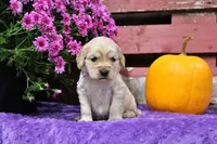 Sequioa, a female Golden Cocker Retriever and Miniature Golden Retriever for sale in Pomona, MO – 6 of 7