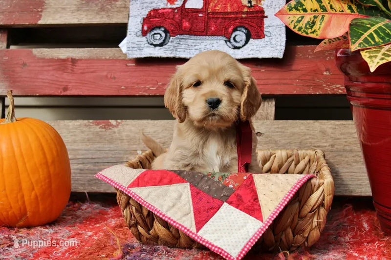 Pike  – Golden Cocker Retriever, Miniature Golden Retriever puppy for sale in Pomona, MO