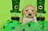 Bugle , a male Golden Cocker Retriever and Miniature Golden Retriever for sale in Pomona, MO – Photo 1 of 8