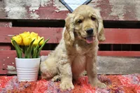 Bugle , a male Golden Cocker Retriever and Miniature Golden Retriever for sale in Pomona, MO – Photo 4 of 10