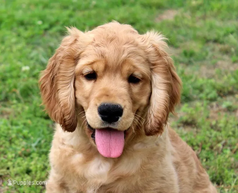 Bugle  – Golden Cocker Retriever, Miniature Golden Retriever puppy on hold in Pomona, MO