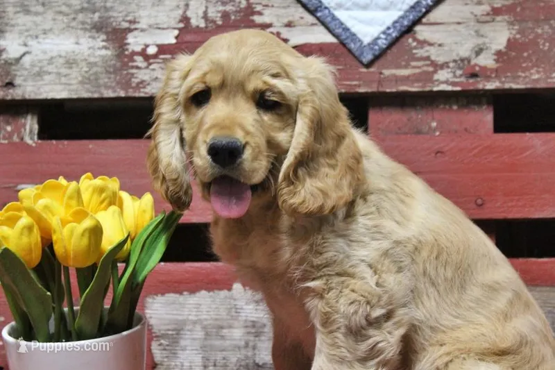 Bugle  – Golden Cocker Retriever, Miniature Golden Retriever puppy for sale in Pomona, MO