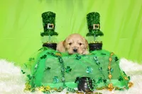 Bugle , a male Golden Cocker Retriever and Miniature Golden Retriever for sale in Pomona, MO – Photo 6 of 8