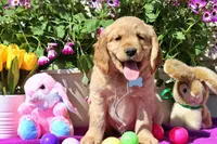 Bugle , a male Golden Cocker Retriever and Miniature Golden Retriever for sale in Pomona, MO – Photo 6 of 10