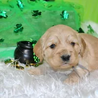 Bugle , a male Golden Cocker Retriever and Miniature Golden Retriever for sale in Pomona, MO – Photo 8 of 10