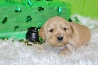 Bugle , a male Golden Cocker Retriever and Miniature Golden Retriever for sale in Pomona, MO – Photo 2 of 8