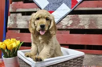Bugle , a male Golden Cocker Retriever and Miniature Golden Retriever for sale in Pomona, MO – Photo 3 of 10