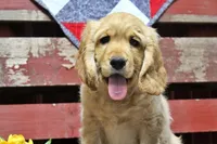 Bugle , a male Golden Cocker Retriever and Miniature Golden Retriever for sale in Pomona, MO – Photo 2 of 10