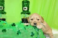 Bugle , a male Golden Cocker Retriever and Miniature Golden Retriever for sale in Pomona, MO – Photo 5 of 8