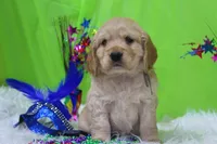 Bugle , a male Golden Cocker Retriever and Miniature Golden Retriever for sale in Pomona, MO – Photo 7 of 10