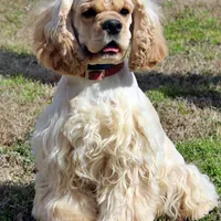 Bugle , a male Golden Cocker Retriever and Miniature Golden Retriever for sale in Pomona, MO – Photo 10 of 10