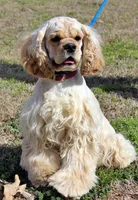 Bugle , a male Golden Cocker Retriever and Miniature Golden Retriever for sale in Pomona, MO – Photo 8 of 8