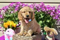 Bugle , a male Golden Cocker Retriever and Miniature Golden Retriever for sale in Pomona, MO – Photo 5 of 10
