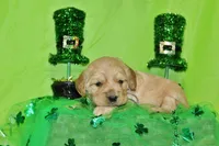 Bugle , a male Golden Cocker Retriever and Miniature Golden Retriever for sale in Pomona, MO – Photo 4 of 8