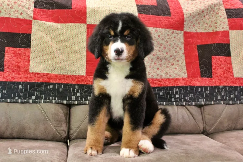 Cashmere – Bernese Mountain Dog puppy for sale in Pomona, MO