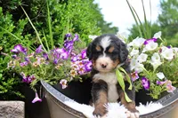 Cashmere, a female Bernese Mountain Dog for sale in Pomona, MO – 6 of 8