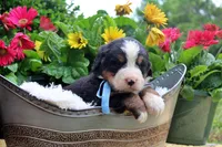Callen, a female Bernese Mountain Dog for sale in Pomona, MO – 4 of 10