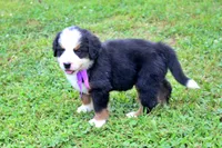Vixen, a female Bernese Mountain Dog for sale in Pomona, MO – 3 of 7