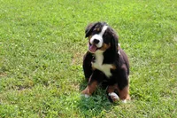 Beaumont, a male Bernese Mountain Dog for sale in Pomona, MO – 3 of 10