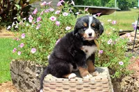 Killen, a female Bernese Mountain Dog for sale in Pomona, MO – 9 of 10