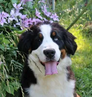 Newman, a male Bernese Mountain Dog for sale in Pomona, MO – 9 of 9