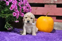Custer, a male Golden Cocker Retriever and Miniature Golden Retriever for sale in Pomona, MO – 4 of 8